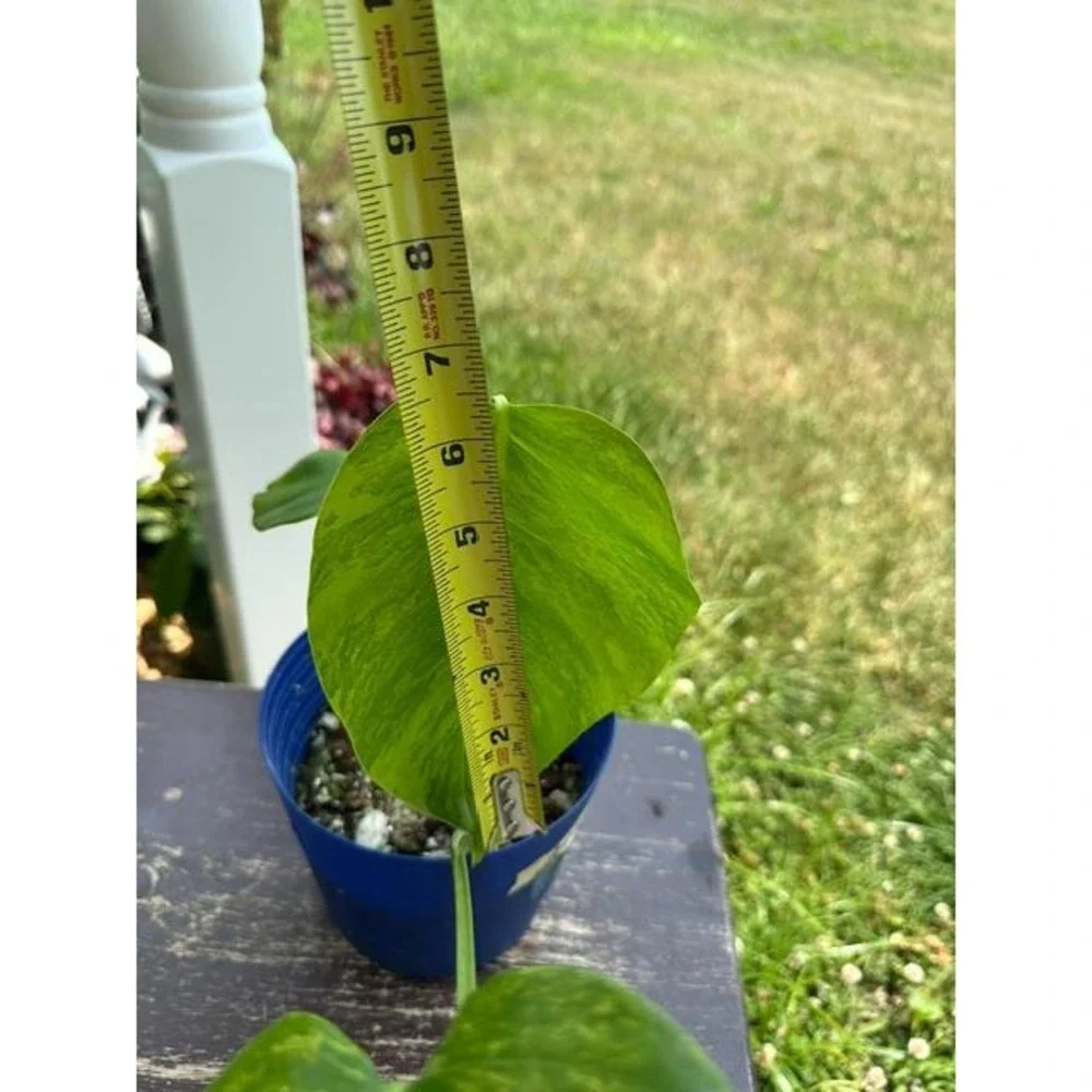 Monstera Aurea Variegated – Exact Live Rooted Plant - US Seller - A4